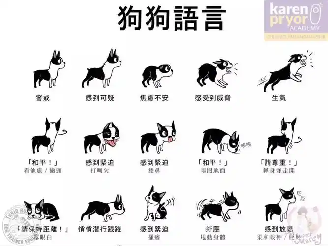 精华常见狗狗肢体语言的解读