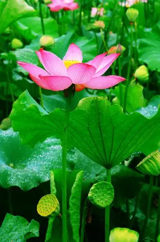 夏日最美是荷花