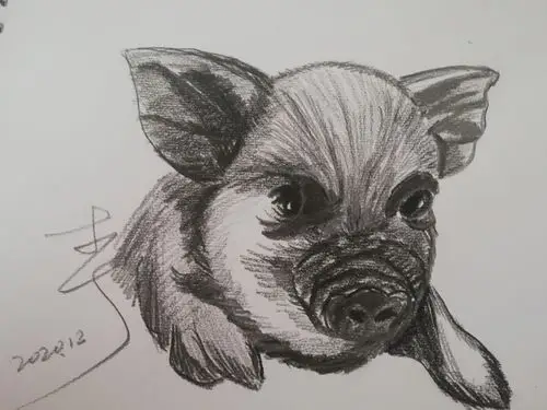 习画～(305)猪561猪仔仔(铅笔画)