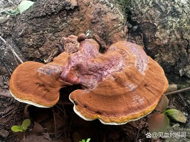 树头上长出来的野生灵芝,都开始喷孢子粉了,让我想想,好像还差点料.