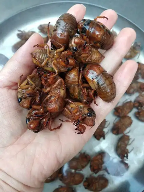 不妨了解一下|脂肪|胆固醇|金蝉|蛋白质_网易订阅