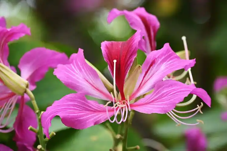紫荆花 香港市花 - 吴国明 - 图虫
