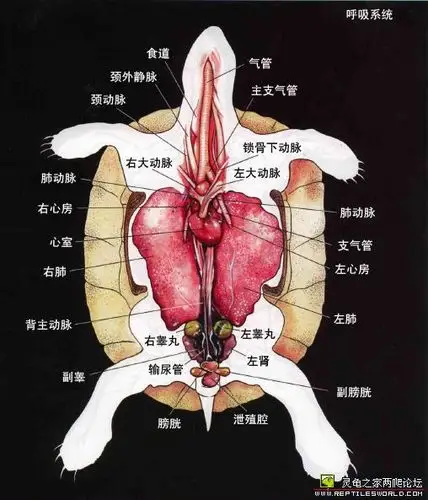 龟的内部结构图,清晰,好不容易找到的.(中文翻译)