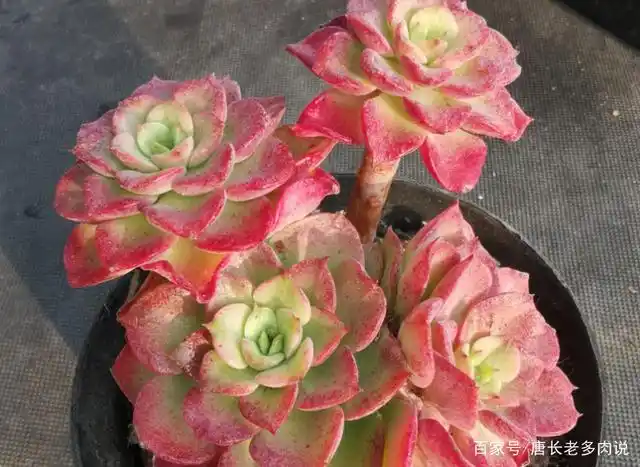 多肉高贵养出状态以后如同气质高雅的贵妇,但养不好就会秒变村姑