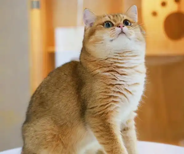 坐标深圳,25色金渐层弟弟找新家啦,种公料～价不高,可移步.