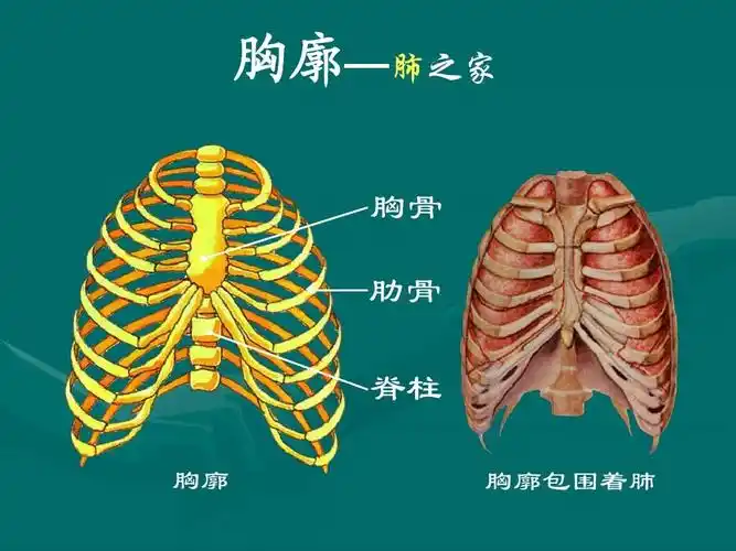 3-2七年级生物人体的呼吸2ppt