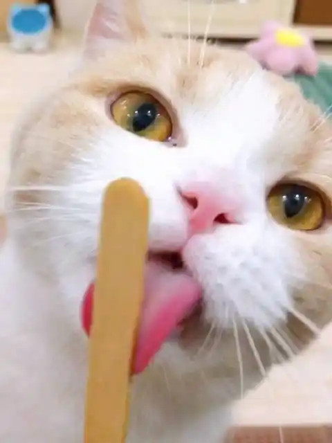 馋馋丸在线咩叽咩叽舔冰棒棍,这个是榴莲口味的雪糕