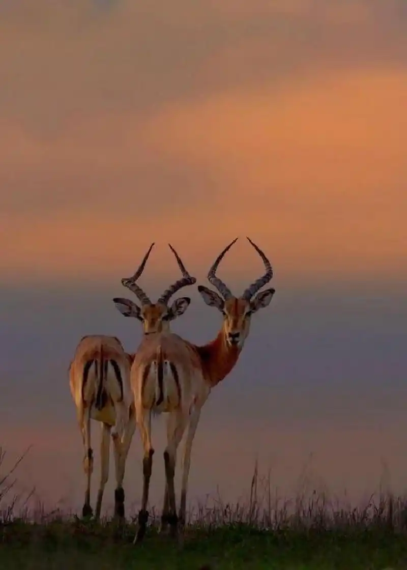 藏羚羊有着漂亮的角冠,在草原上奔跑的时候,那模样就像在欢快地跳舞