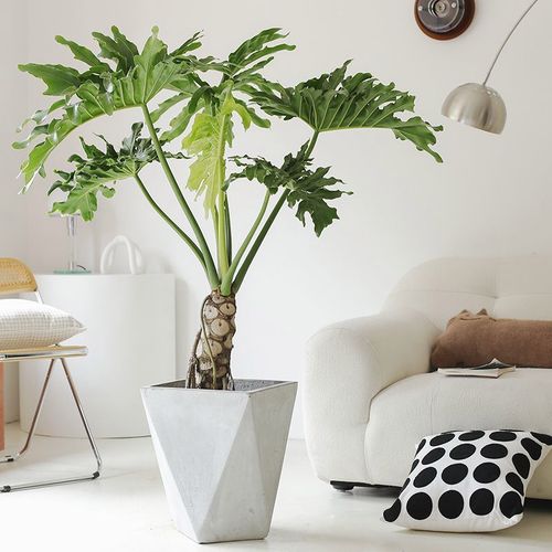 春羽造型龙鳞盆栽老桩北欧观叶办公室客厅盆景净化空气室内大植物