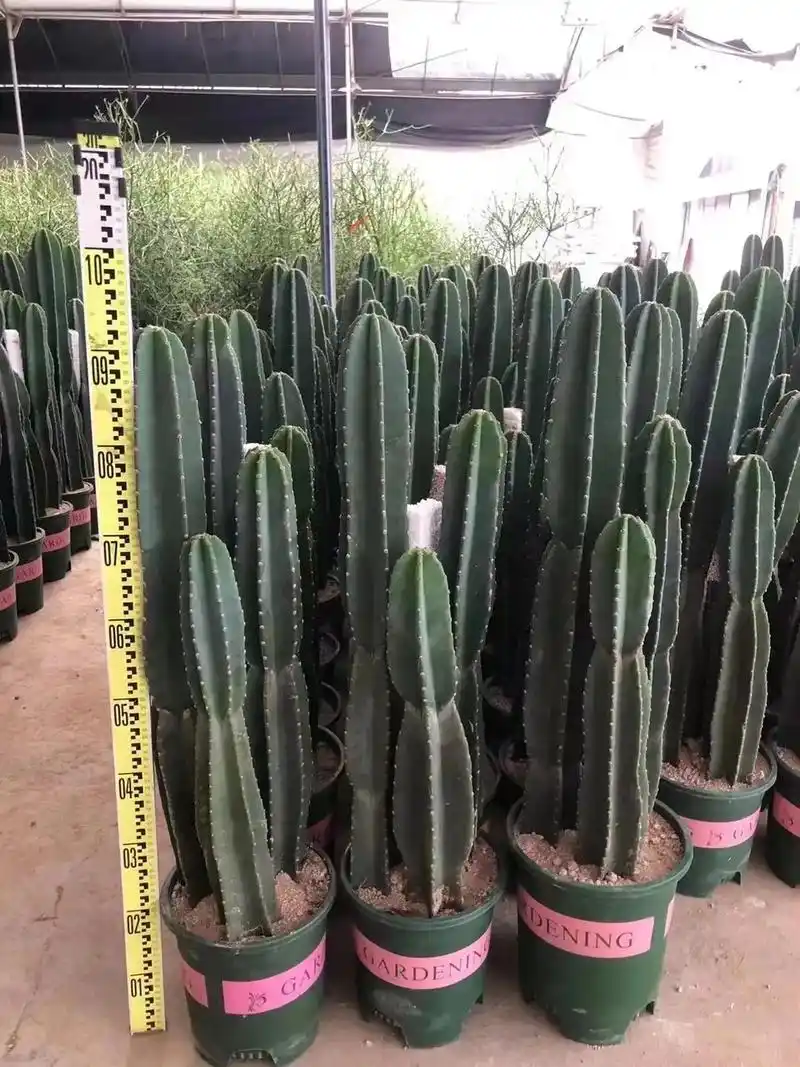 量天尺.#量天尺 - 抖音