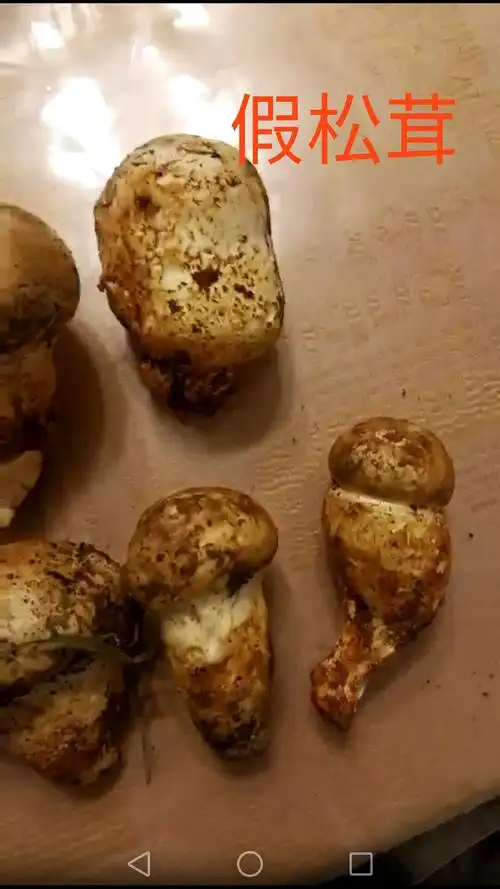 认识真假松茸,谨防受骗!