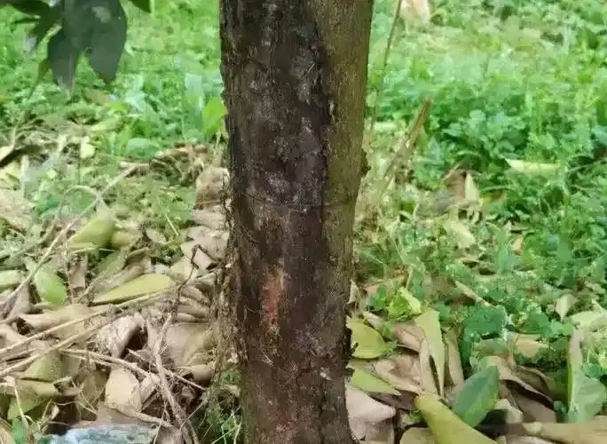 柑橘树脂病又称柑橘砂皮病,危害严重,如何防治效果好?_黑褐色