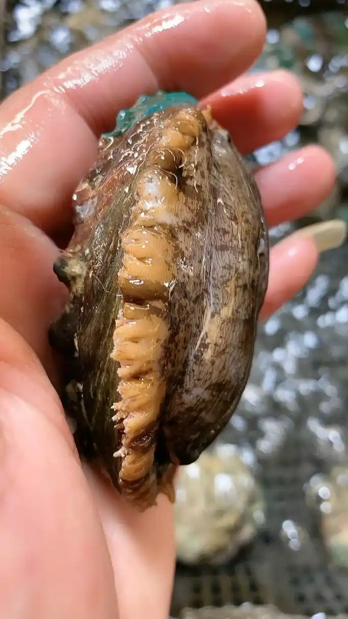 鲜活鲍鱼长这样