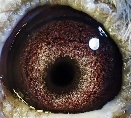 从鸽眼看鸽子的.