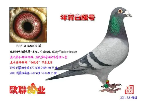 盖比原舍-白腹号直子