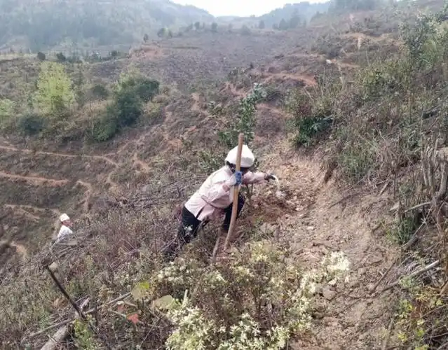 要把过于茂密的枝条修剪掉,若发现枝条发病也要及时修剪,保证油茶树
