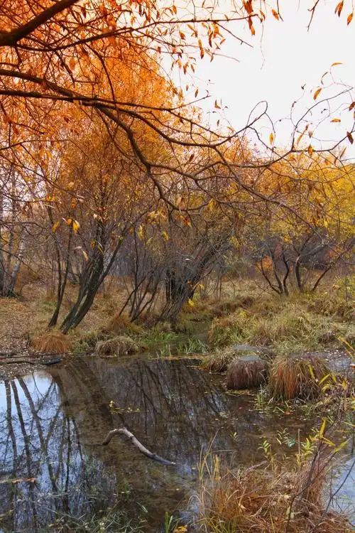 动人时节——塞罕坝的秋天(27p)