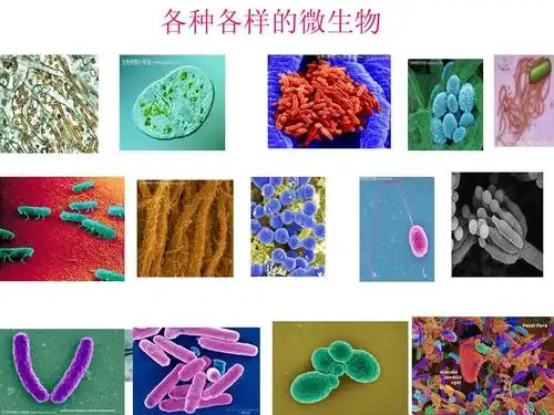 各种各样的微生物