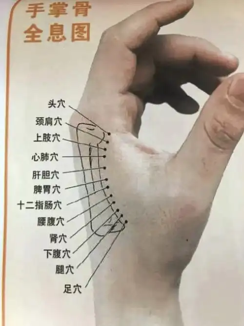 从研究第五掌骨全息开始?