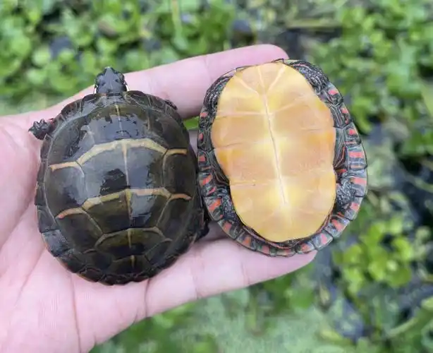 东部锦龟活体东锦深水龟火焰龟圆澳龟西锦南锦东锦龟苗深水观赏龟