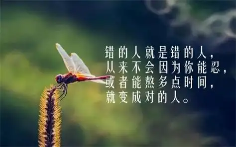 感悟人生情感的经典句子合集