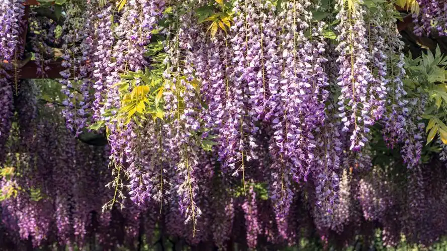 紫藤的花是属于一种落叶攀援缠绕性大型藤本植物,它春季开花,其花是