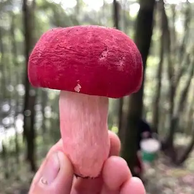 广西红菌10斤起售广西灵山县￥100/斤云南2022年大红菌标菇2斤起售