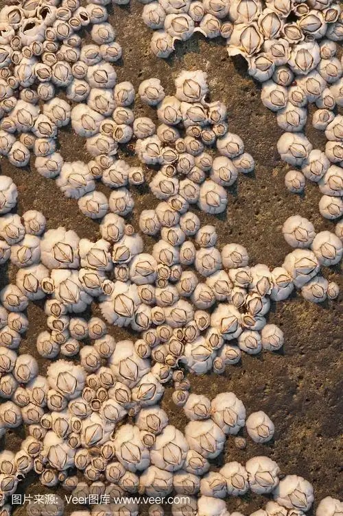 barnacle殖民地宏