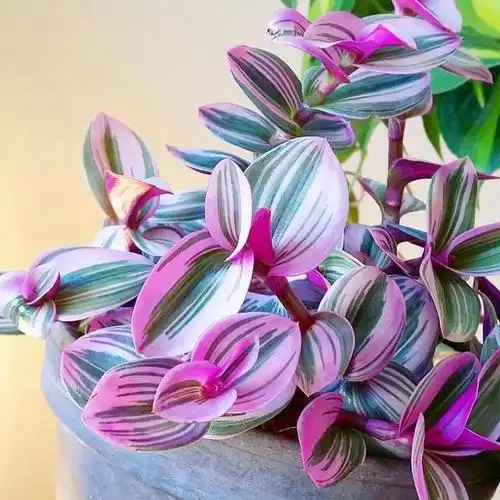 室内好养护,颜值很高的彩叶植物——油画婚礼吊兰