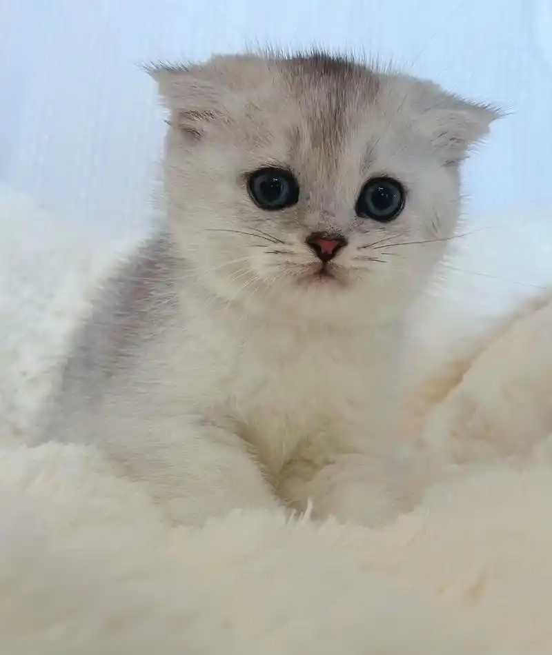 银渐层幼猫领养