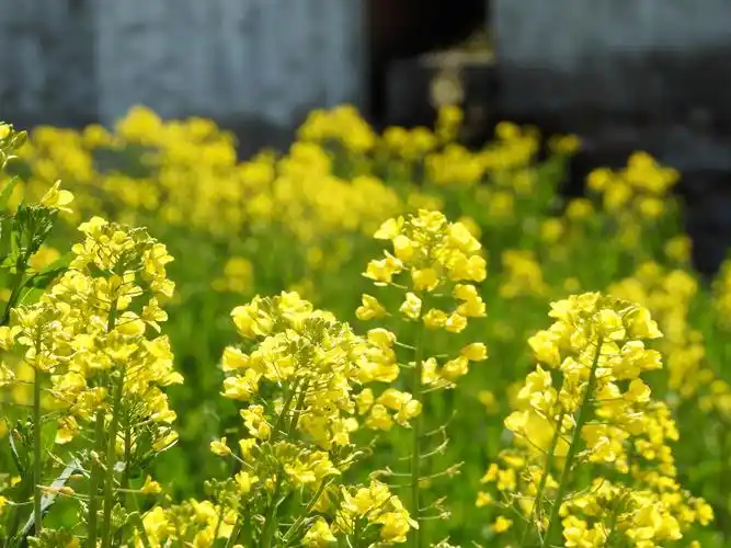 镜头太阳流浪归来油菜花儿开了