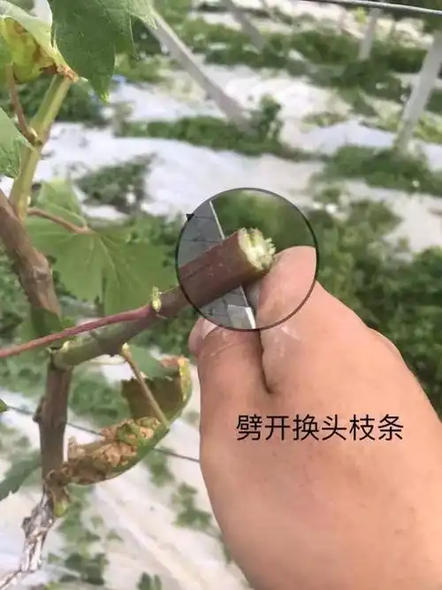 葡萄绿枝嫁接高清图解!