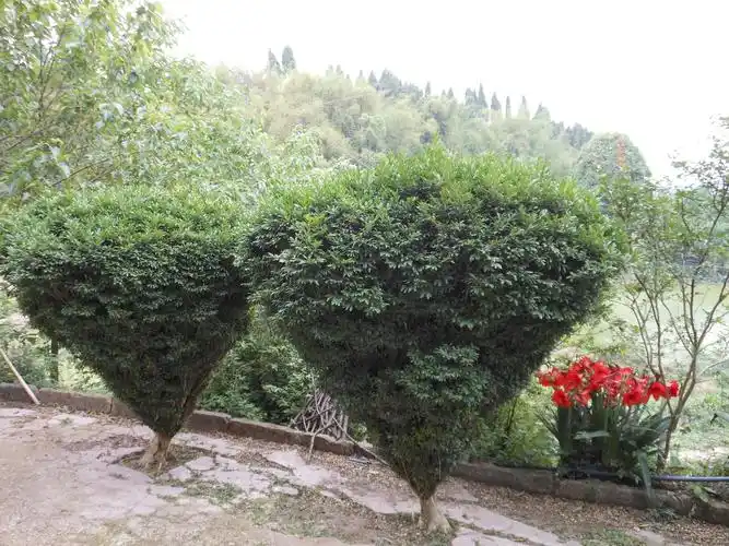 像这样的小叶黄杨树的价格如何,大概180cm到220cm左右,下小上大锥形