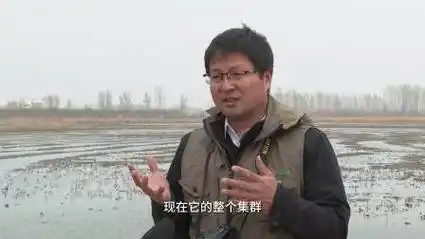 河北任丘:"鸟界超模"黑翅长脚鹬远道归来