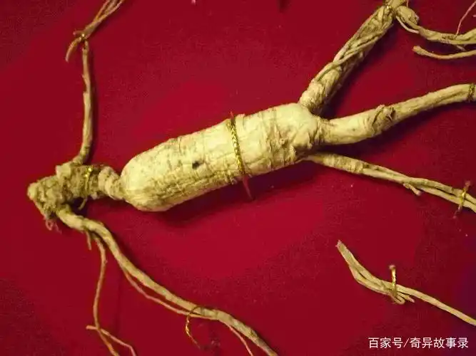 千年人参成精变成一个白胖娃娃 好心年轻人将他背回家后大富大贵