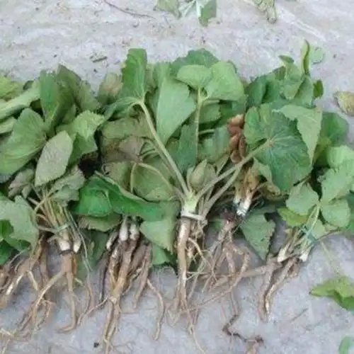 贵州省野生杏叶防风500g包邮中草药臭羊山骚羊古山其它干货