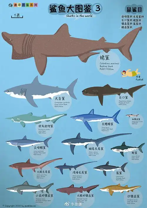 【有趣的鲨鱼大图鉴】第5期
