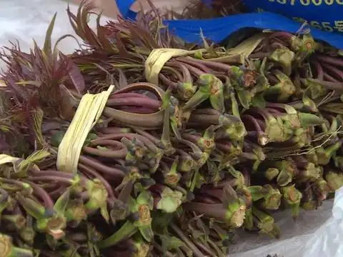 云南|香椿|野菜_新浪新闻