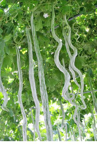 蛇瓜种籽蛇豆角种蔬菜种子蛇豆特大苗秧四季春季冬季农家食用种孑 寿