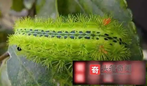 有毒的毛毛虫毒性惊人 毛毛虫可致人死亡