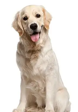 呆萌可爱浅色金毛产品实物