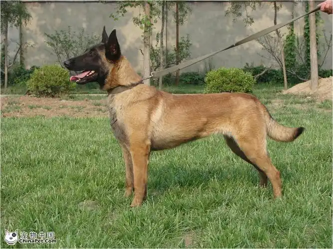 p>中国马犬是 a href="#" data-lemmaid="4764792">昆马犬 /a>的俗名