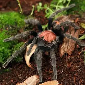 哥斯达黎加老虎尾1-12cm爬行宠物蜘蛛哥虎温顺可新手入门上手地栖