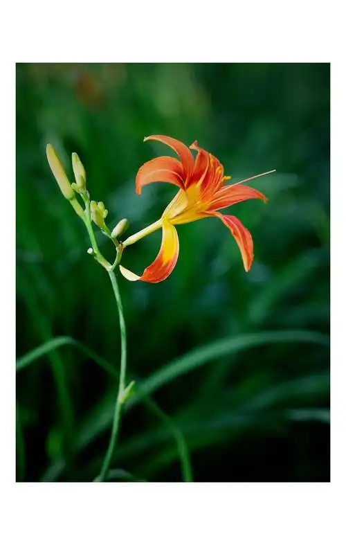 【图片2】竖屏拍摄------萱草花--蜂鸟论坛照片套图