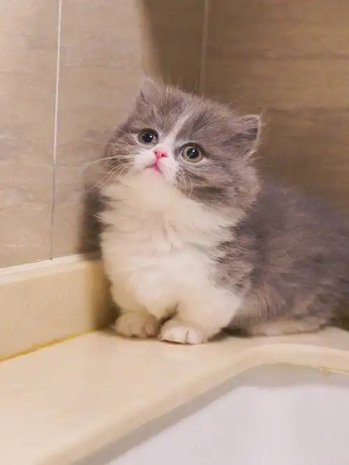 已有家蓝白拿破仑矮脚长毛猫