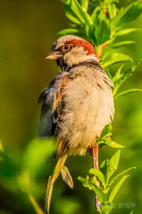 麻雀是世界上大多数地方发现的麻雀科的鸟类