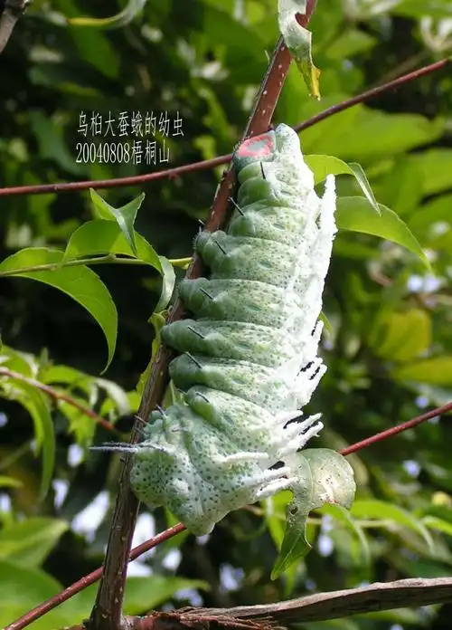 乌桕大蚕蛾的幼虫