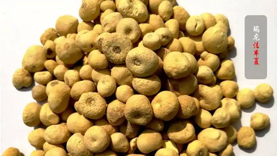 瑞龙"姜半夏,法半夏,清半夏"_制药_中国_临床