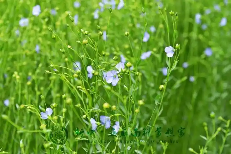 67新申纯亚麻桌布家纺面料宅家变大厨怎能少了一款好餐布