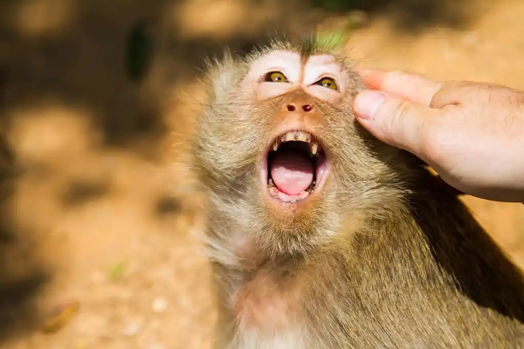 生气在岛上的猴子 ko lan,泰国
